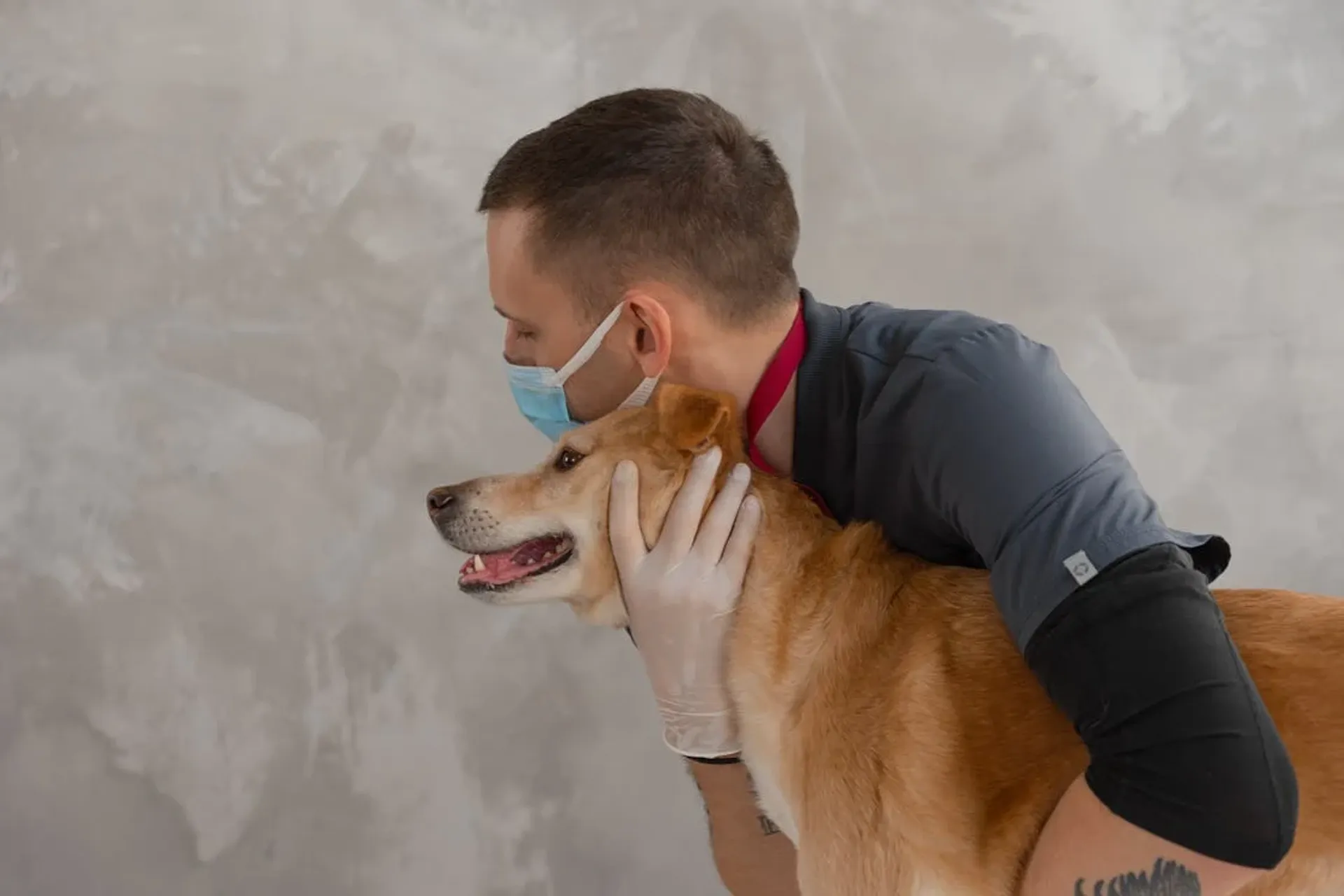 What Is a COHAT? So Much More Than a Standard Pet Teeth Cleaning